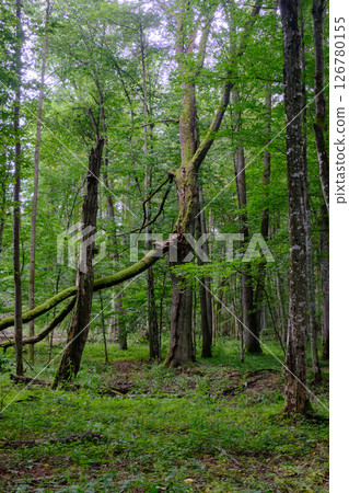 Late summer rich deciduous stand with old trees and lush foliage Late summer rich deciduous stand with old trees and lush foliage 126780155