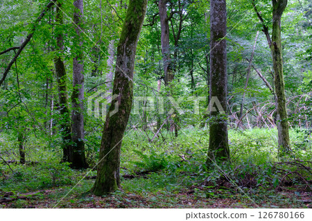 Late summer rich deciduous stand with old trees and lush foliage 126780166
