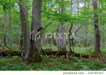 Late summer rich deciduous stand with old trees and lush foliage 126780167