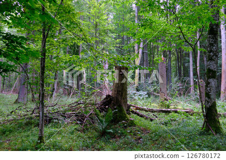 Late summer rich deciduous stand with old trees and lush foliage 126780172