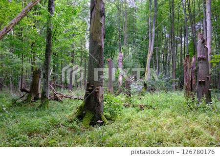 Late summer rich deciduous stand with old trees and lush foliage 126780176