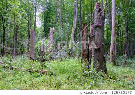 Late summer rich deciduous stand with old trees and lush foliage 126780177