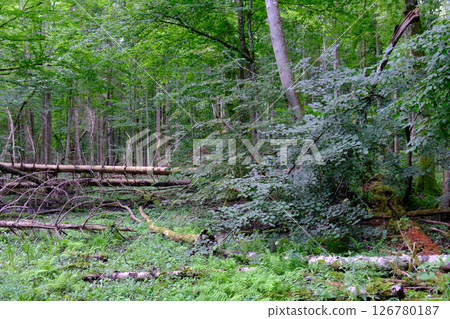 Late summer rich deciduous stand with old trees and lush foliage 126780187