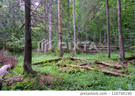 Late summer rich deciduous stand with old trees and lush foliage 126780190