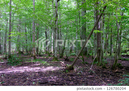 Late summer rich deciduous stand with old trees and lush foliage 126780204