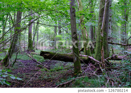Late summer rich deciduous stand with old trees and lush foliage Late summer rich deciduous stand with old trees and lush foliage 126780214