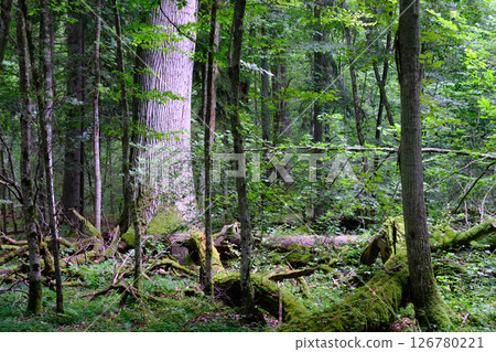 Late summer rich deciduous stand with old trees and lush foliage 126780221