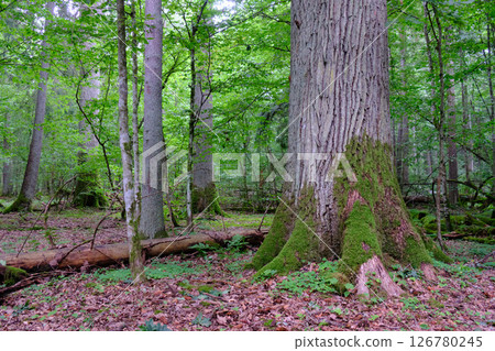 Late summer rich deciduous stand with old trees and lush foliage Late summer rich deciduous stand with old trees and lush foliage 126780245