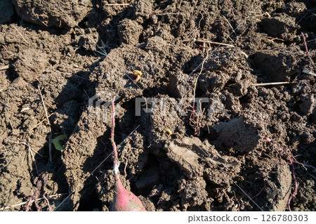 Potatoes 126780303