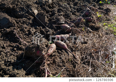 Potatoes 126780306
