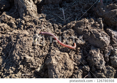 Earthworms in the field 126780308