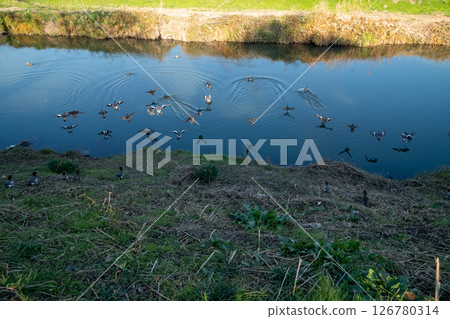 Spot-billed ducks on the river Spot-billed ducks on the river 126780314