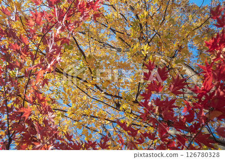 Red and yellow leaves 126780328