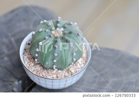 cactus in the flower pot or Astrophytum or Astrophytum asterias cactus in the flower pot or Astrophytum or Astrophytum asterias 126780333