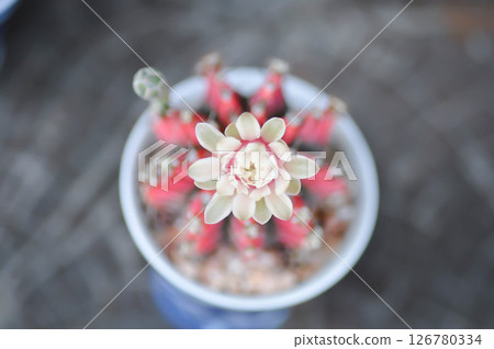 Gymnocalycium ,Gymnocalycium mihanovichii or gymnocalycium mihanovichii variegated with flower or cactus flower Gymnocalycium ,Gymnocalycium mihanovichii or gymnocalycium mihanovichii variegated with flower or cactus flower 126780334