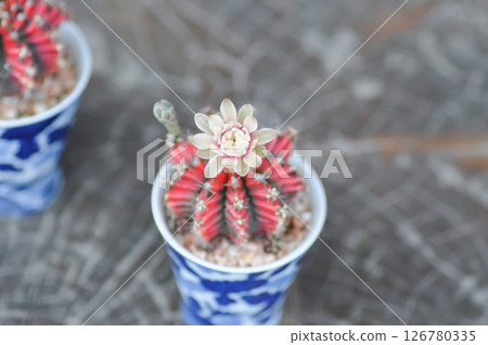 Gymnocalycium ,Gymnocalycium mihanovichii or gymnocalycium mihanovichii variegated with flower or cactus flower Gymnocalycium ,Gymnocalycium mihanovichii or gymnocalycium mihanovichii variegated with flower or cactus flower 126780335