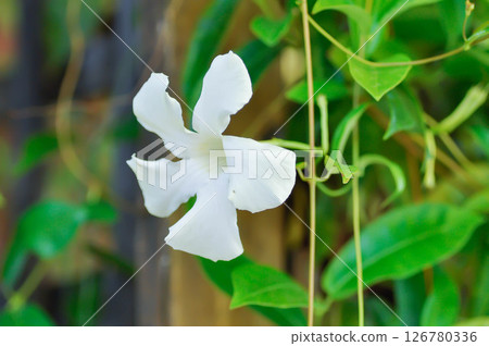 Rose dipladenia or Mandevilla amoena cv Alice Du Pont orAPOCYNACEAE or Mandevilla vine Rose dipladenia or Mandevilla amoena cv Alice Du Pont orAPOCYNACEAE or Mandevilla vine 126780336