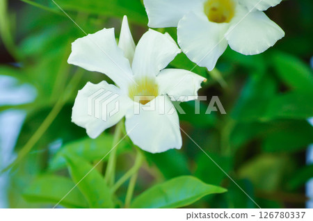 Rose dipladenia or Mandevilla amoena cv Alice Du Pont orAPOCYNACEAE or Mandevilla vine 126780337