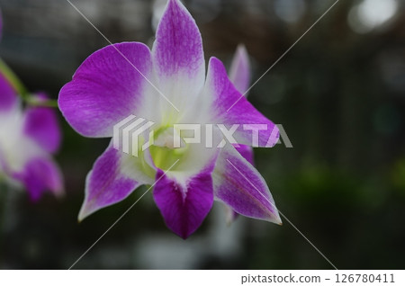 Beautiful purple orchid Beautiful purple orchid 126780411