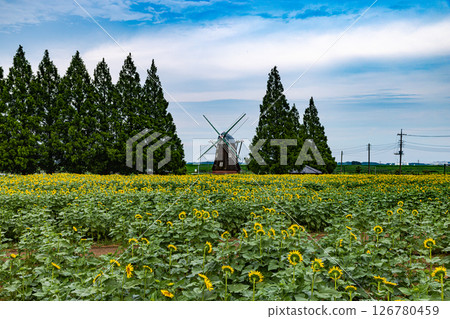 Akebono mountain agricultural park sunflower 126780459