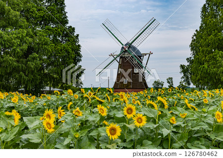 Akebono mountain agricultural park sunflower 126780462