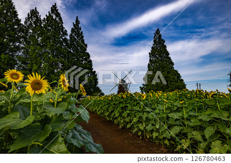Akebono mountain agricultural park sunflower 126780463