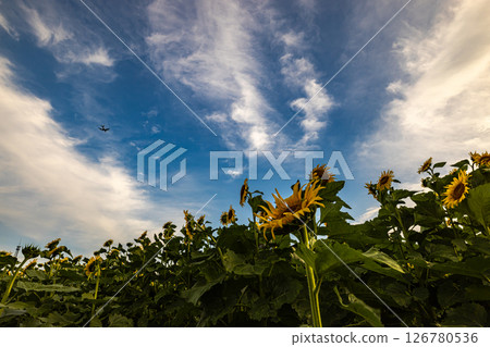 Akebono mountain agricultural park sunflower Akebono mountain agricultural park sunflower 126780536