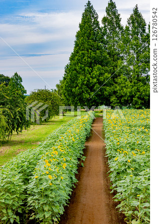 Akebono mountain agricultural park sunflower 126780542