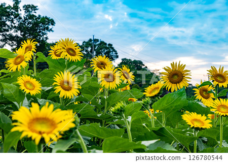 Akebono mountain agricultural park sunflower 126780544