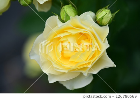 Yellow rose Yellow rose 126780569