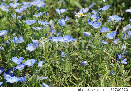 The nemophila flowers are also in full bloom. The nemophila flowers are also in full bloom. 126780570