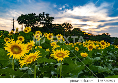 Akebonoyama Agricultural Park Sunflower Field Akebonoyama Agricultural Park Sunflower Field 126780604