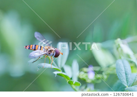 Horsefly resting on a flower Horsefly resting on a flower 126780641