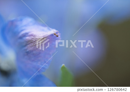 Ants walking around on a flower Ants walking around on a flower 126780642