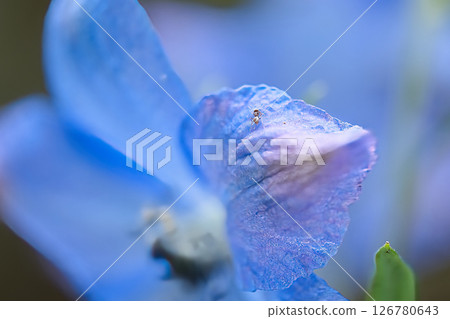 Ants on a flower Ants on a flower 126780643