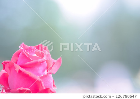 可愛的紅玫瑰 126780647