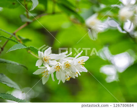 Deutzia that blooms white flowers in early summer Deutzia that blooms white flowers in early summer 126780684