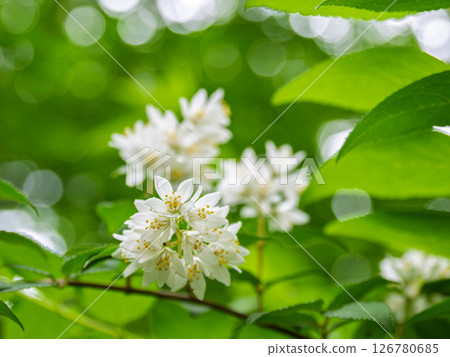 Deutzia that blooms white flowers in early summer Deutzia that blooms white flowers in early summer 126780685