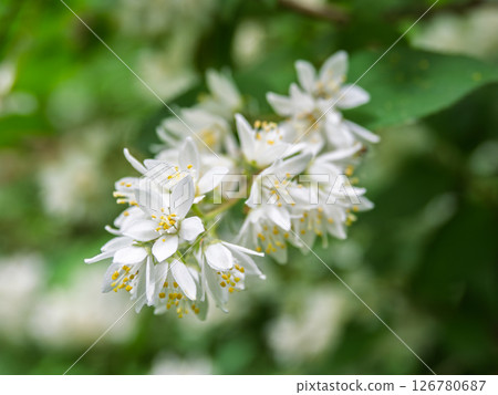 在初夏開白花的溲疏 126780687