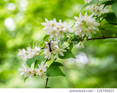 初夏盛開的溲疏花和吸食花蜜的成蛾 126780825