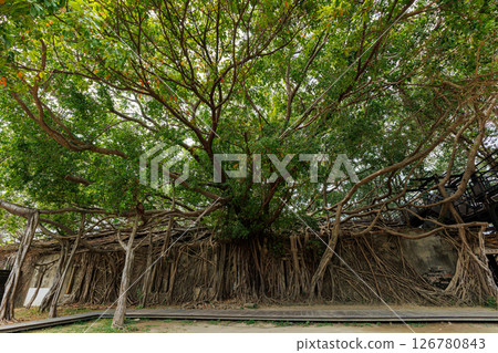 Tainan Anping Tree House Tainan Anping Tree House 126780843