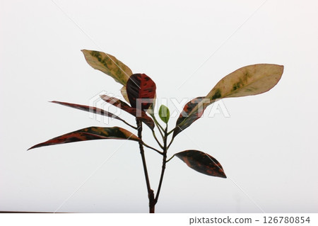 觀賞植物巴豆 觀賞植物巴豆 126780854