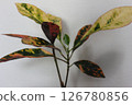 Ornamental plant croton 126780856