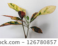 Ornamental plant croton 126780857