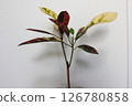 Ornamental plant croton 126780858