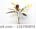 Ornamental plant croton 126780859