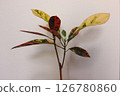 Ornamental plant croton 126780860