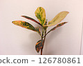 Ornamental plant croton 126780861