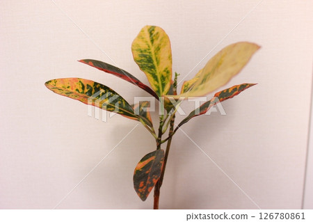 Ornamental plant croton 126780861