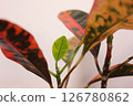 Ornamental plant croton 126780862